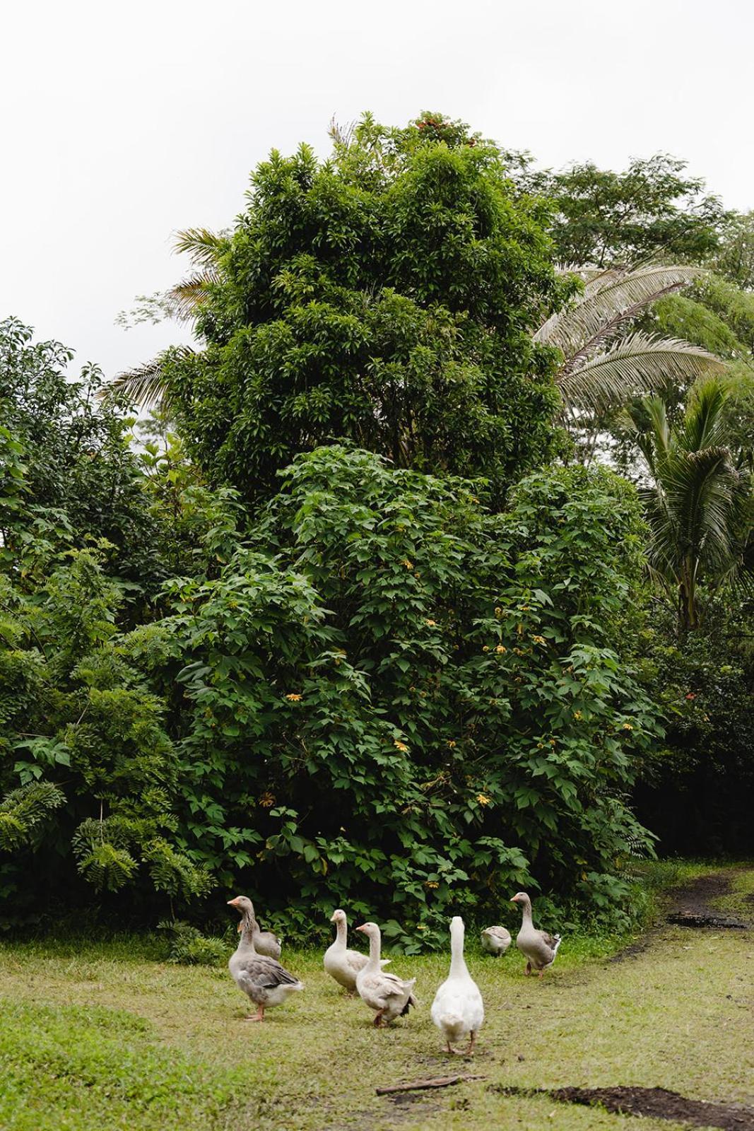 Villa Hawaiian Sanctuary Eco Retreat Center Pahoa Exterior foto